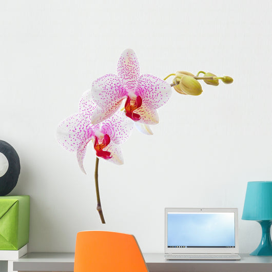 phalaenopsis orchid Wall Decal