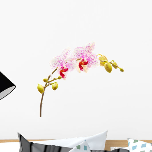 Moth Orchids - Phalaenopsis Wall Decal