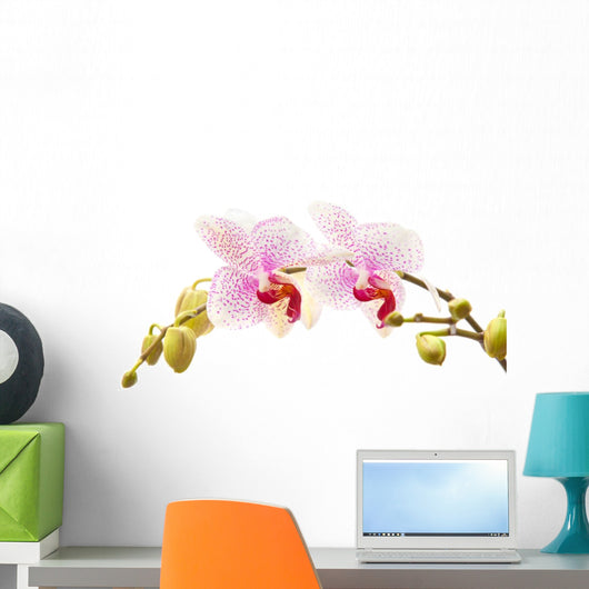 phalaenopsis orchid branch Wall Decal