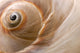 Seashell Wall Mural