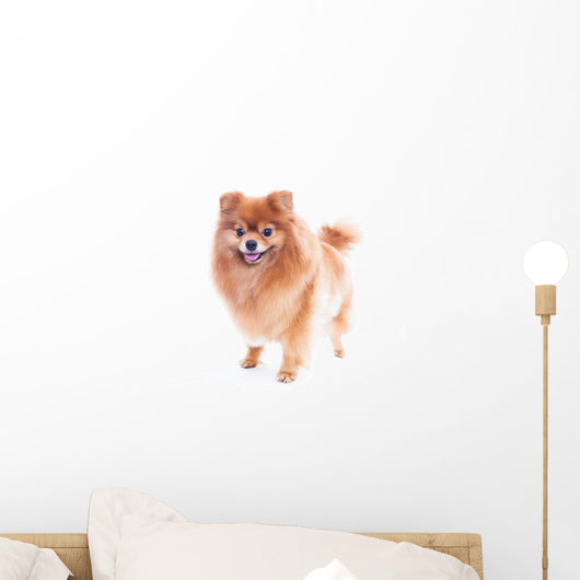 Pomeranian Dog Wall Decal