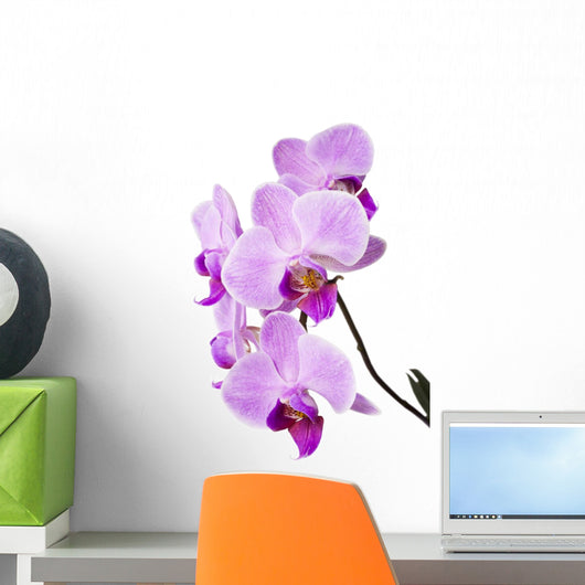 Light purple orchid isolated on white Wall Decal