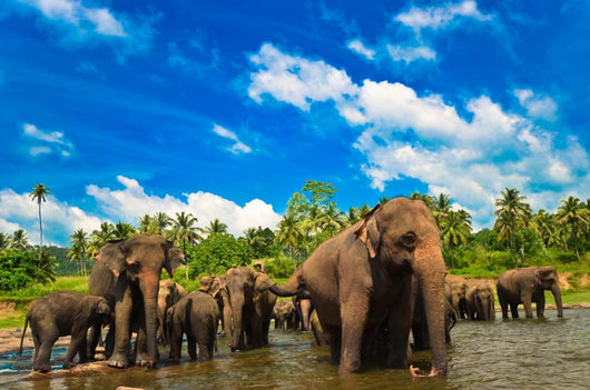 Elephants River Wall Mural