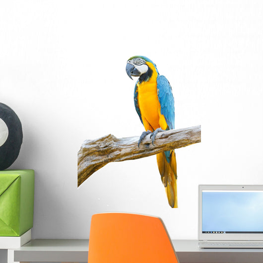 Blue Gold Macaw