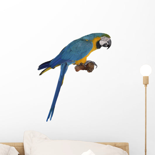 Blue Parrot