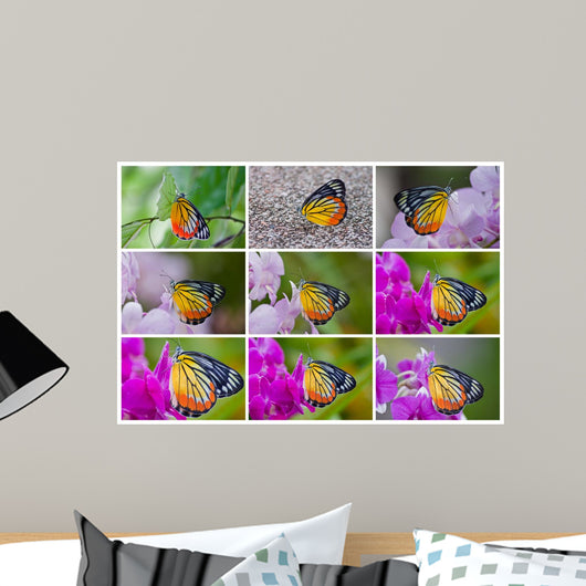 butterfly Collection Wall Mural
