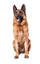 German Shepherd on White Wall Decal