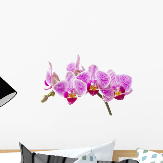 Phalaenopsis; moth orchid flowers and buds on white background Wall Decal