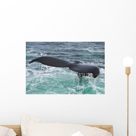 Humpback Whale