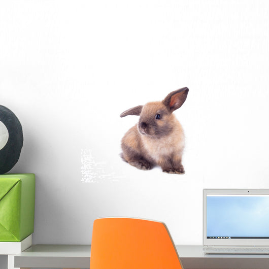 Rabbit isolated on the white. Wall Decal