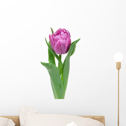 tulip isolated on white background Wall Decal