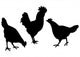 Poules Wall Decal Sticker Set Wall Decal