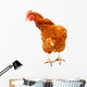 Rhode Island Red Chicken Wall Decal