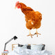 Rhode Island Red Chicken Wall Decal