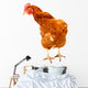 Rhode Island Red Chicken Wall Decal