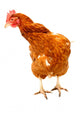 Rhode Island Red Chicken Wall Decal