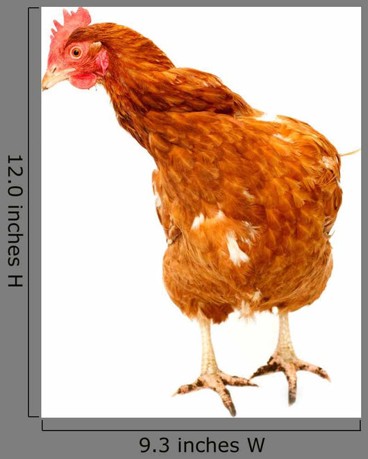 Rhode Island Red Chicken Wall Decal