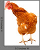 Rhode Island Red Chicken Wall Decal