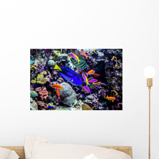 Aquarium Tropical Fish Coral