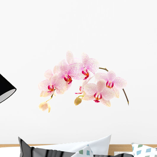 Phalaenopsis Wall Decal