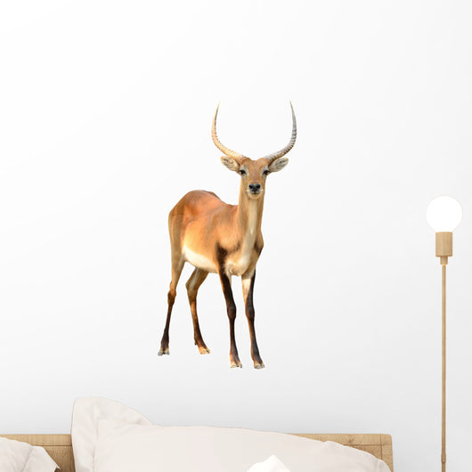 Red Lechwe Isolated on White Background Wall Decal