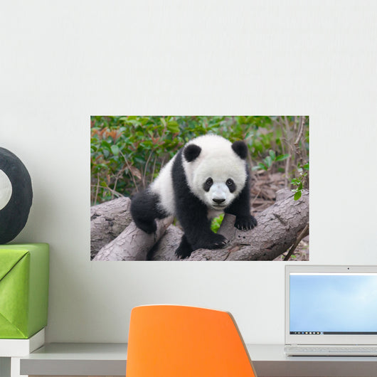 Cute Young Panda Cub