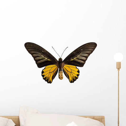 Male Golden Birdwing Butterfly