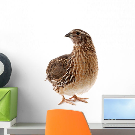 Brown Quail