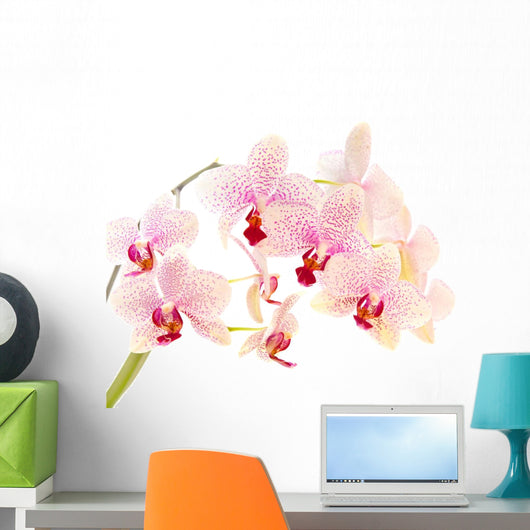 phalaenopsis Wall Decal