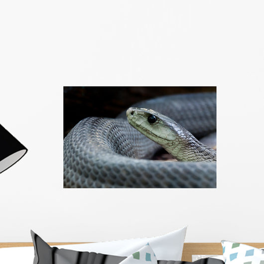 Black Mamba