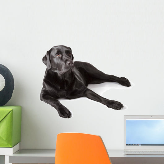 Black Labrador Retriever