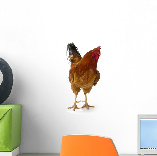 Beautiful Rooster White