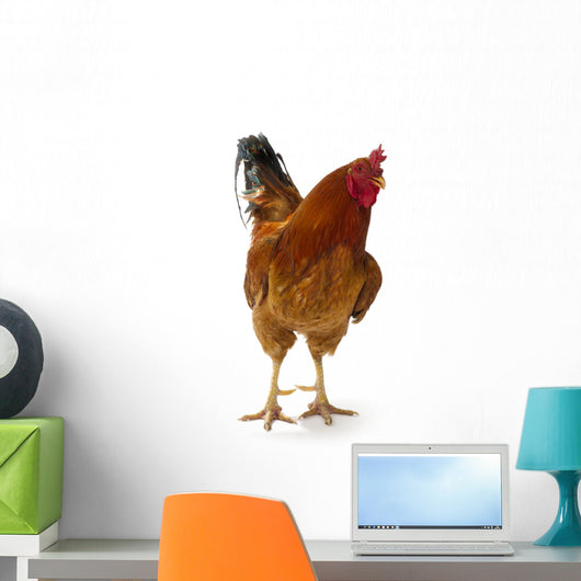 Beautiful Rooster White