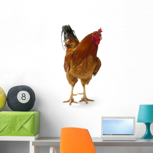 Beautiful Rooster White