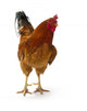 Beautiful Rooster White