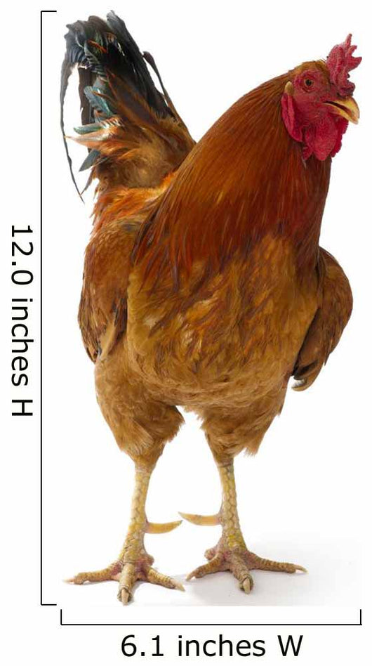 Beautiful Rooster White