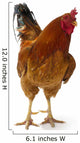 Beautiful Rooster White