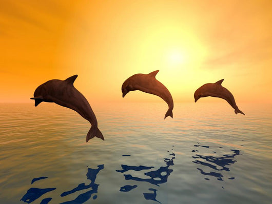 Jumping Dolphins Wall Mural