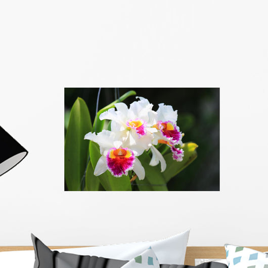 White cattleya orchid flower Wall Mural