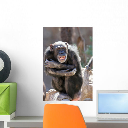 monkey laughing and grinning at crowds at the zoo Wall Mural
