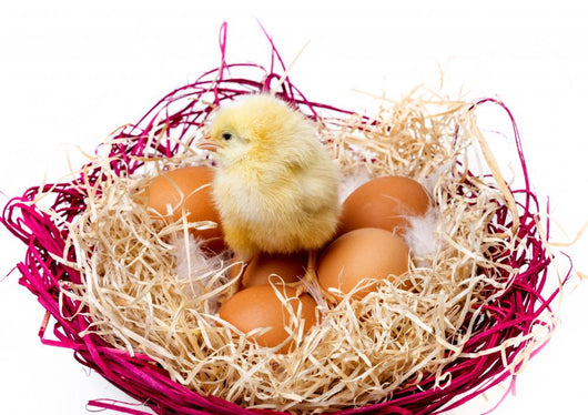 Little Chicken Nest and Wall Mural
