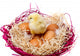 Little Chicken Nest and Wall Mural