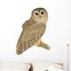 Barred Owl Wall Decal