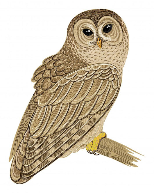 Barred Owl Wall Decal