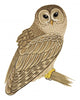 Barred Owl Wall Decal