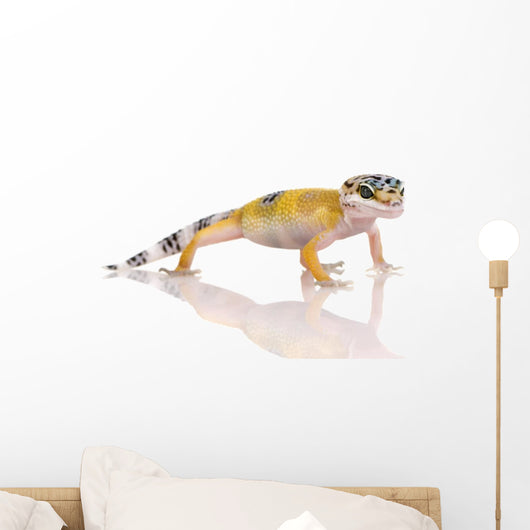 Young Leopard Gecko - Eublepharis Macularius Wall Decal