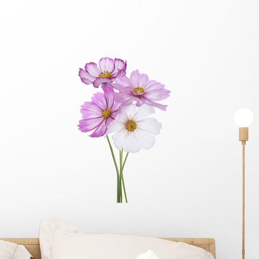 Cosmos Flower