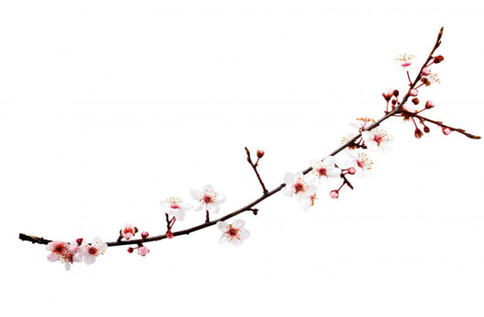 cherry blossoms branch Wall Decal