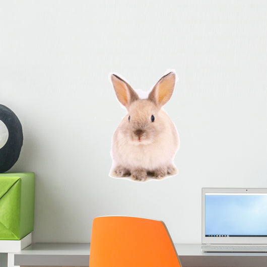 A rabbit isolated against white background Wall Mural
