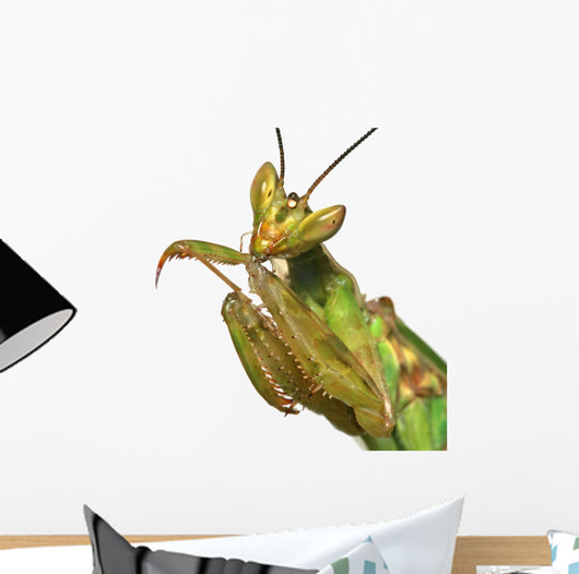 mante religieuse Wall Decal